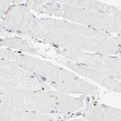 FLAP Antibody, Novus Biologicals 25 &mu;L; Unlabeled:Antibodies, Polyclonal