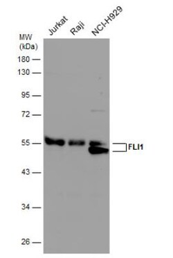 FLI1 Antibody, Novus Biologicals 0.1mL; Unlabeled:Antibodies, Polyclonal