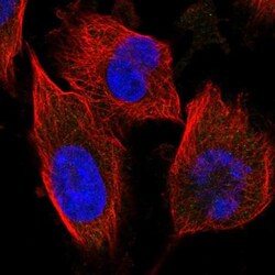 FLJ10808 Antibody, Novus Biologicals:Antibodies:Primary Antibodies