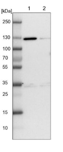 FLJ10808 Antibody, Novus Biologicals:Antibodies:Primary Antibodies