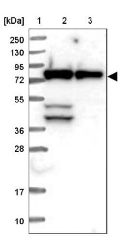 FLJ21908 Antibody, Novus Biologicals 0.1mL; Unlabeled:Antibodies, Polyclonal