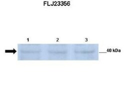 POMK/SGK196 Antibody, Novus Biologicals 100&mu;L; Unlabeled:Antibodies,