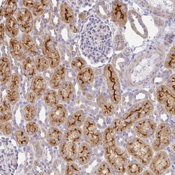 FLRT3 Antibody, Novus Biologicals 0.1mL; Unlabeled:Antibodies, Polyclonal