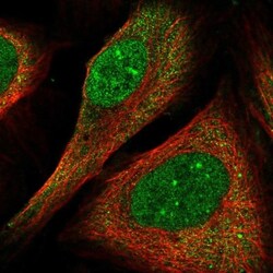 FLYWCH1 Antibody, Novus Biologicals 0.1mL; Unlabeled:Antibodies, Polyclonal