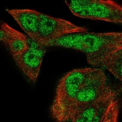 FMN1 Antibody, Novus Biologicals:Antibodies:Primary Antibodies