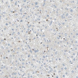 FMNL1 Antibody, Novus Biologicals 0.1mL; Unlabeled:Antibodies, Polyclonal