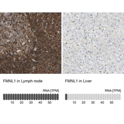FMNL1 Antibody, Novus Biologicals 0.1mL; Unlabeled:Antibodies, Polyclonal