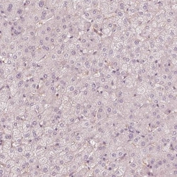 FMNL2 Antibody, Novus Biologicals:Antibodies:Primary Antibodies