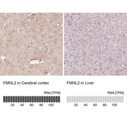 FMNL2 Antibody, Novus Biologicals:Antibodies:Primary Antibodies