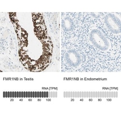 FMR1NB Antibody, Novus Biologicals 25 &mu;L | Buy Online | Novus Biologicals | Fisher Scientific