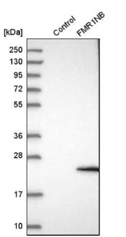 FMR1NB Antibody, Novus Biologicals 25 &mu;L | Buy Online | Novus Biologicals | Fisher Scientific