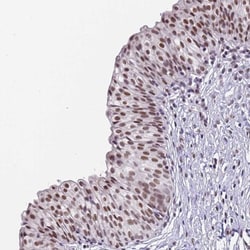 FNBP4 Antibody, Novus Biologicals 0.1mL; Unlabeled:Antibodies, Polyclonal