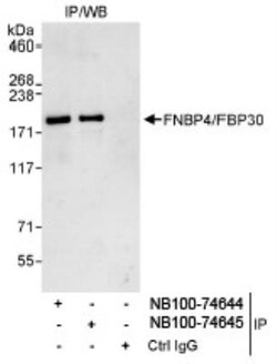 FNBP4 Antibody, Novus Biologicals 0.1mg; Unlabeled:Antibodies, Polyclonal