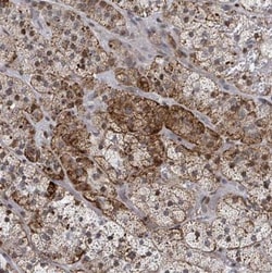 FNDC4 Antibody, Novus Biologicals 0.1mL; Unlabeled:Antibodies, Polyclonal