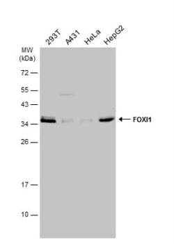 FOXI1 Antibody, Novus Biologicals 0.1mL; Unlabeled:Antibodies, Polyclonal