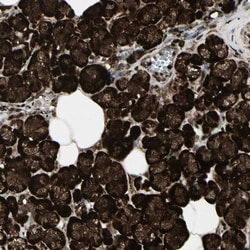 FOXJ2 Antibody, Novus Biologicals 25 &mu;L; Unlabeled:Antibodies, Polyclonal