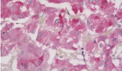 FOXL2 Antibody, Novus Biologicals:Antibodies:Primary Antibodies