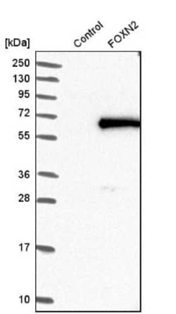 FOXN2 Antibody, Novus Biologicals:Antibodies:Primary Antibodies