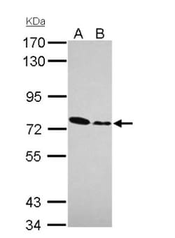 FOXO3 Antibody, Novus Biologicals 0.1 mL | Buy Online | Novus Biologicals | Fisher Scientific
