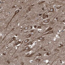 FOXRED2 Antibody, Novus Biologicals:Antibodies:Primary Antibodies