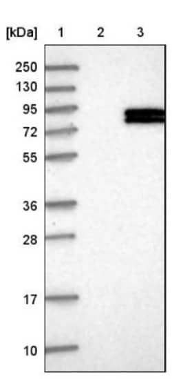 FOXRED2 Antibody, Novus Biologicals:Antibodies:Primary Antibodies