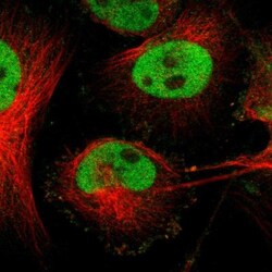 FRA2 Antibody, Novus Biologicals:Antibodies:Primary Antibodies