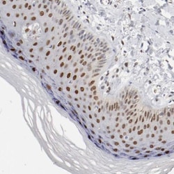 FRA2 Antibody, Novus Biologicals:Antibodies:Primary Antibodies