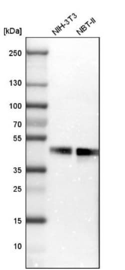 FRA2 Antibody, Novus Biologicals:Antibodies:Primary Antibodies
