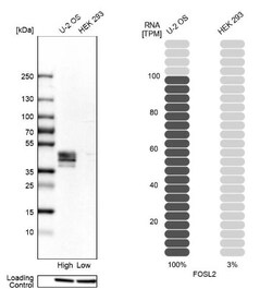 FRA2 Antibody, Novus Biologicals:Antibodies:Primary Antibodies