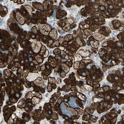 FRMD5 Antibody, Novus Biologicals 25 &mu;L; Unlabeled:Antibodies, Polyclonal