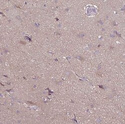 FSD1 Antibody, Novus Biologicals 0.1mL; Unlabeled:Antibodies, Polyclonal
