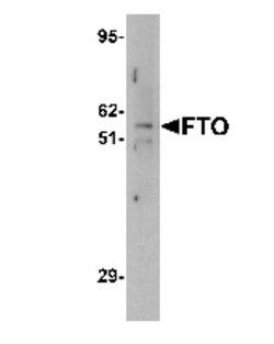 FTO Antibody - BSA Free, Novus Biologicals 0.1mg; Unlabeled:Antibodies,