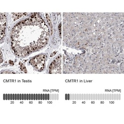 FTSJD2 Antibody, Novus Biologicals 25 &mu;L; Unlabeled:Antibodies, Polyclonal