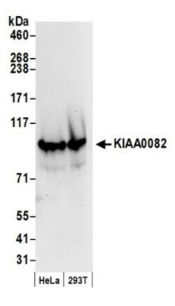 FTSJD2 Antibody, Novus Biologicals 0.1mL; Unlabeled:Antibodies, Polyclonal