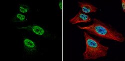 FUBP1 Antibody, Novus Biologicals 0.1mL; Unlabeled:Antibodies, Polyclonal