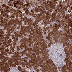 FUNDC2 Antibody, Novus Biologicals:Antibodies:Primary Antibodies