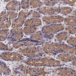 FUR1 Antibody, Novus Biologicals 0.1mL; Unlabeled:Antibodies, Polyclonal