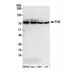 FUS Antibody, Novus Biologicals™