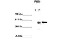 FUS Antibody, Novus Biologicals 0.05mg; Unlabeled:Antibodies, Polyclonal