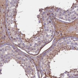 FUZ Antibody, Novus Biologicals 0.1mL; Unlabeled:Antibodies, Polyclonal