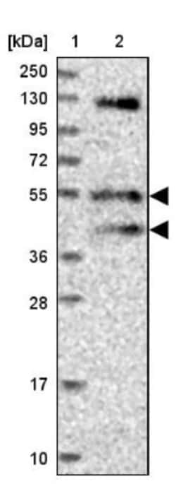 FUZ Antibody, Novus Biologicals:Antibodies:Primary Antibodies