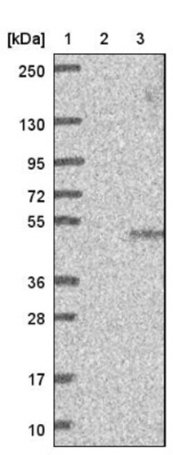 FUZ Antibody, Novus Biologicals 0.1mL; Unlabeled:Antibodies, Polyclonal