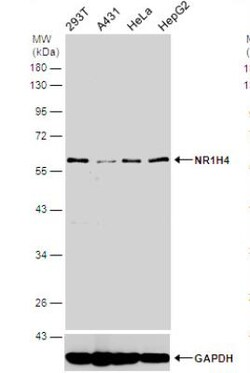 FXR/NR1H4 Antibody, Novus Biologicals 0.1mL; Unlabeled:Antibodies, Polyclonal