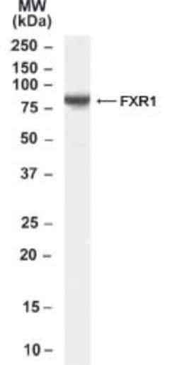 FXR1 Antibody, Novus Biologicals 0.1mg; Unlabeled:Antibodies, Polyclonal