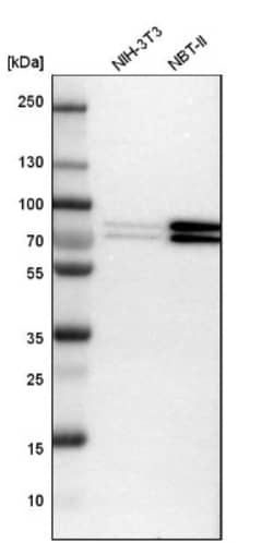 FXR1 Antibody, Novus Biologicals 0.1mL; Unlabeled:Antibodies, Polyclonal
