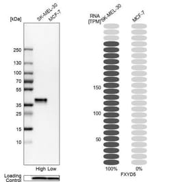 FXYD5/Dysadherin Antibody, Novus Biologicals 25 &mu;L; Unlabeled:Antibodies,