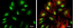 FZR1/CDH1 Antibody, Novus Biologicals 0.1mL; Unlabeled:Antibodies, Polyclonal