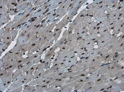 FZR1/CDH1 Antibody, Novus Biologicals 0.1mL; Unlabeled:Antibodies, Polyclonal