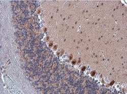 FZR1/CDH1 Antibody, Novus Biologicals 0.1mL; Unlabeled:Antibodies, Polyclonal