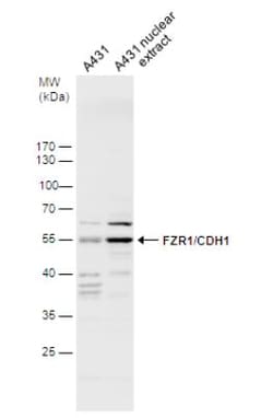 FZR1/CDH1 Antibody, Novus Biologicals 0.1mL; Unlabeled:Antibodies, Polyclonal